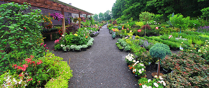 Rave Discount Plant Center