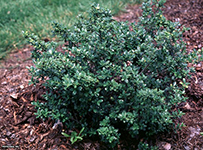 Green Luster Holly