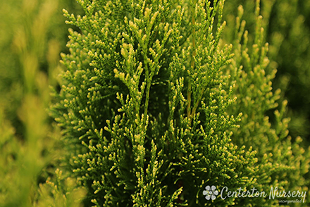 Arborvitae Fairy Lights