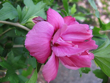 Hibiscus Lucy