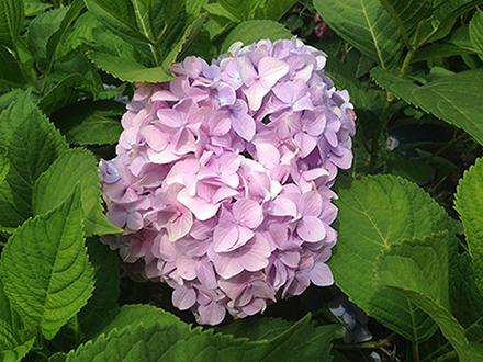 All Summer's Beauty Hydrangea