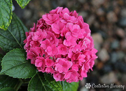 Hydrangea Ruby Blossom