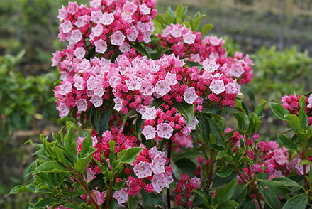 Olympic Fire Mountain Laurel