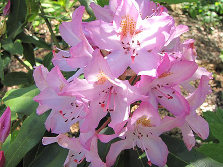 Maximum Rhododendron
