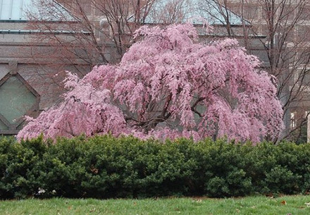Weeping Pink Cherry
