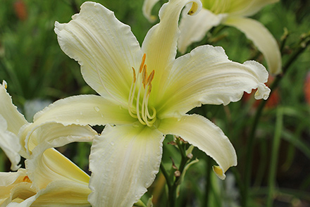 Heavenly Angel Ice Daylily