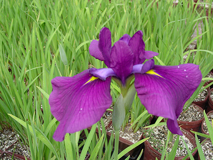 Sensation Iris