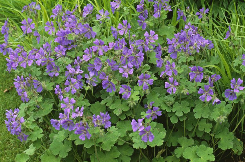 Phillippe Vapelle Geranium