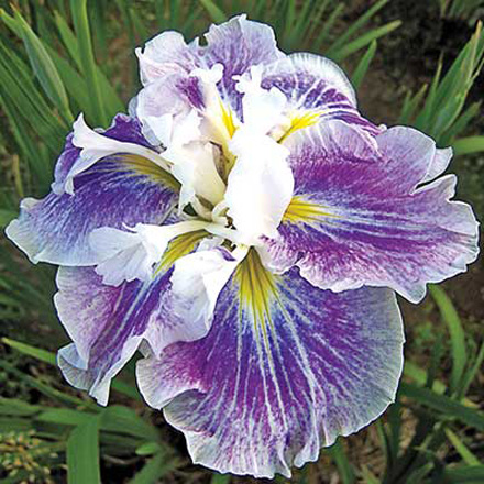 Angel Mountain Iris