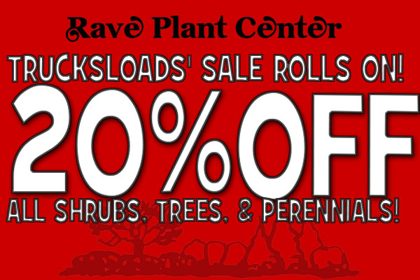 Rave Discount Plant center