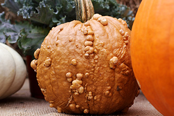 fall