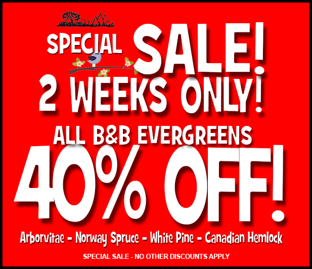 Rave Discount Plant center