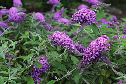 Violet Butterfly Bush