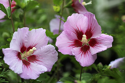 Minerva Hibiscus