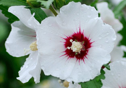 Red Heart Hibiscus