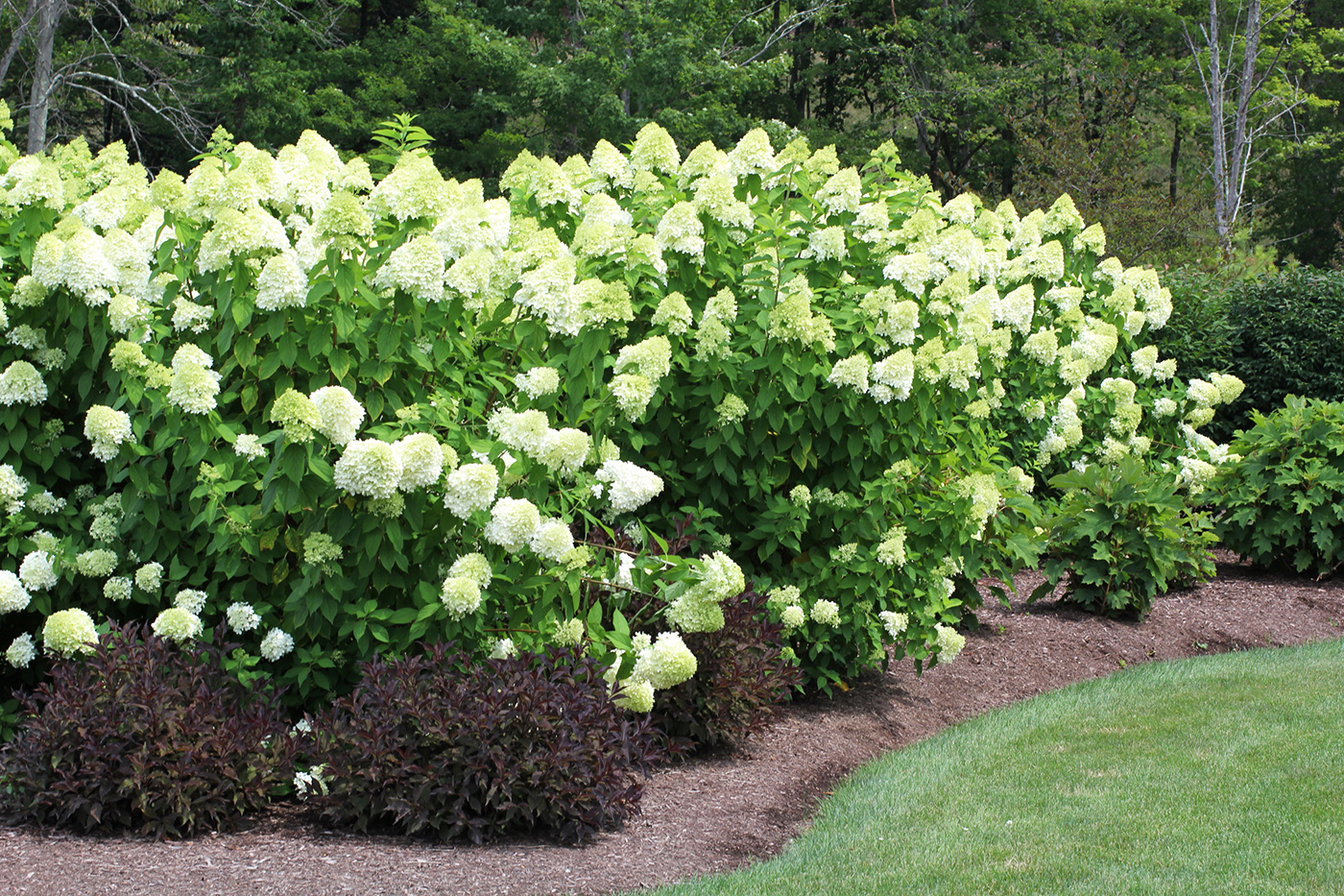 Limelight Hydrangea