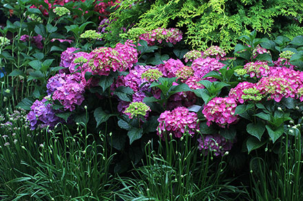 Summer Crush Hydrangea