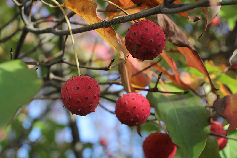 are kousa dogwood berries poisonous