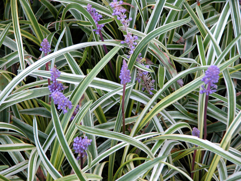 Variegated Liriope