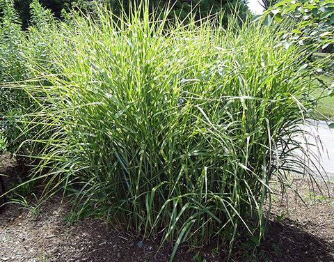 Miscanthus strictus - Porcupine Grass