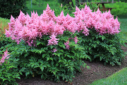 Astilbe Visions in Pink