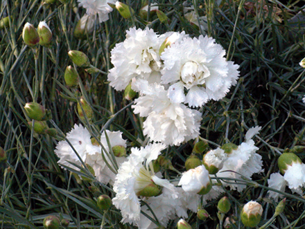 Dianthus Her Majesty