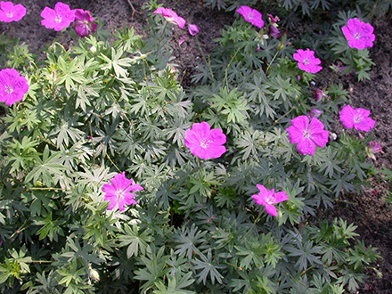 Geranium New Hampshire Purple