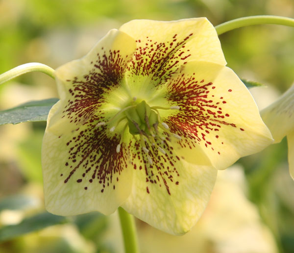 Helleborus Yellow Spotted Lady