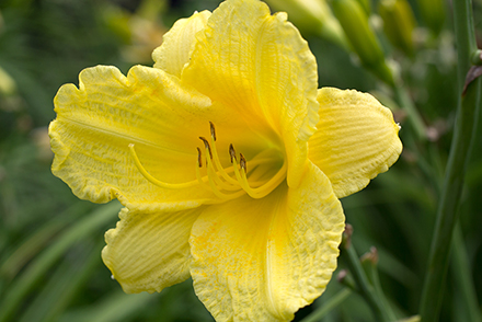 Happy Returns Appster Daylily