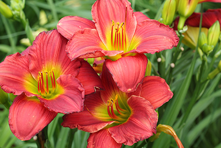 Red Hot Returns Appster Daylily