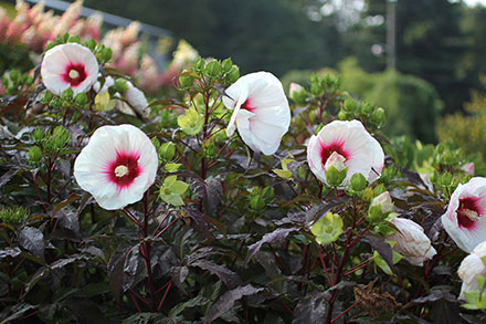 Perennial Hibiscus