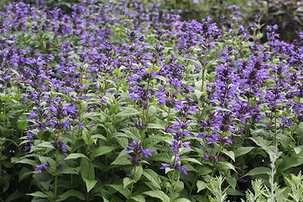 Neptune Nepeta