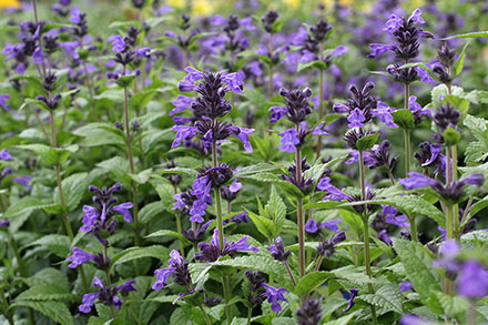 Neptune Nepeta