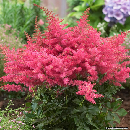 Perennial Selections | Rave Discount Plant Center
