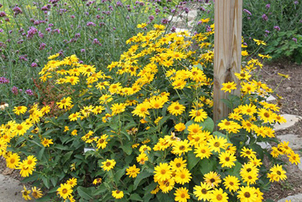 Heliopsis Midwest Dreams