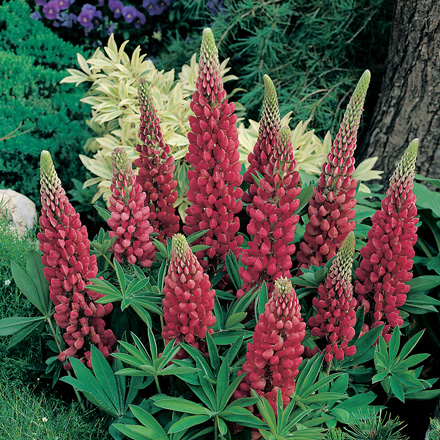 Lupine Gallery Red