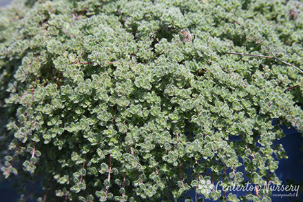 Creeping Thyme 'Wooly Mother'